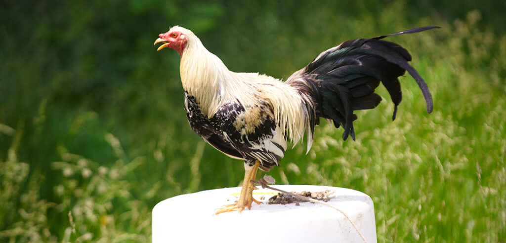 Metode Main dan Cara Daftar Sabung Ayam S128